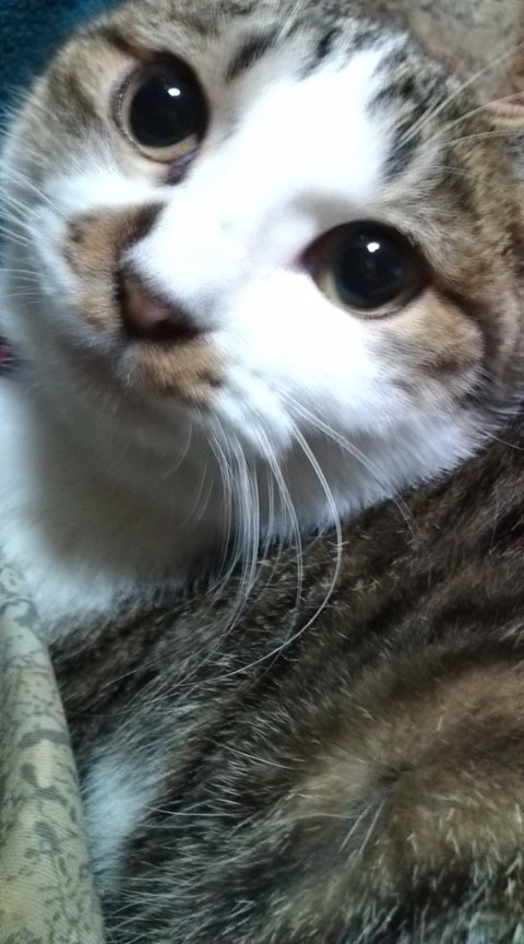Mt_Coffe's tweet photo. こかげの備忘録
カメラを向けるとすぐに近づいてくるのでなかなかよい写真無いのだけれど
ポストできる範囲でよく撮れた写真をあげておきます https://t.co/CELLtgSsgu