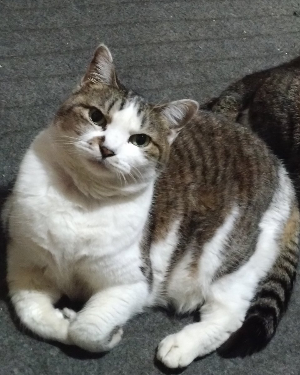 Mt_Coffe's tweet photo. こかげの備忘録
カメラを向けるとすぐに近づいてくるのでなかなかよい写真無いのだけれど
ポストできる範囲でよく撮れた写真をあげておきます https://t.co/CELLtgSsgu