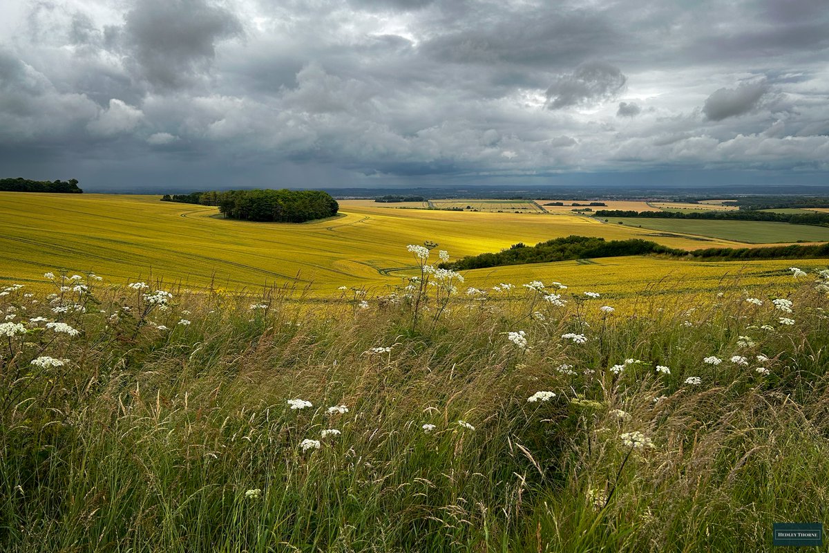 𝙃𝙚𝙙𝙡𝙚𝙮 𝙏𝙝𝙤𝙧𝙣𝙚 tweet media