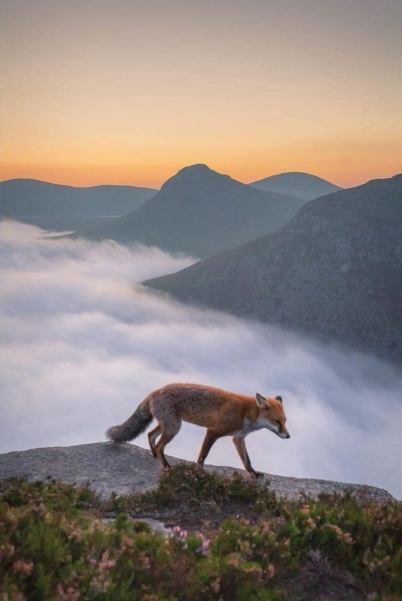 ThisIsIreland3's tweet image. 📍This once-in-a-lifetime encounter was captured in the Mourne Mountains, County Down 🦊☘️

Our Irish ancestors believed that foxes were the dogs of Norsemen who'd brought them to the island &amp;amp; many superstitions were associated with them 🇮🇪🦊

📸 Ryan Simpson

#Down #Fox #Ireland