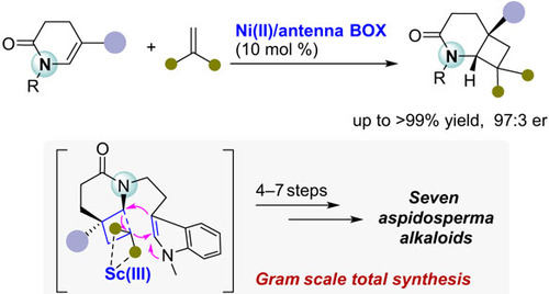 CCSChemistry's tweet image. Accelerating Effect of Flexible “Antenna” Ligand-Enabled Enantioselective Cyclobutanation for the Concise Synthesis of Indole Alkaloids chinesechemsoc.org/doi/10.31635/c… 

#chemistry #openaccess #science #chemtwitter