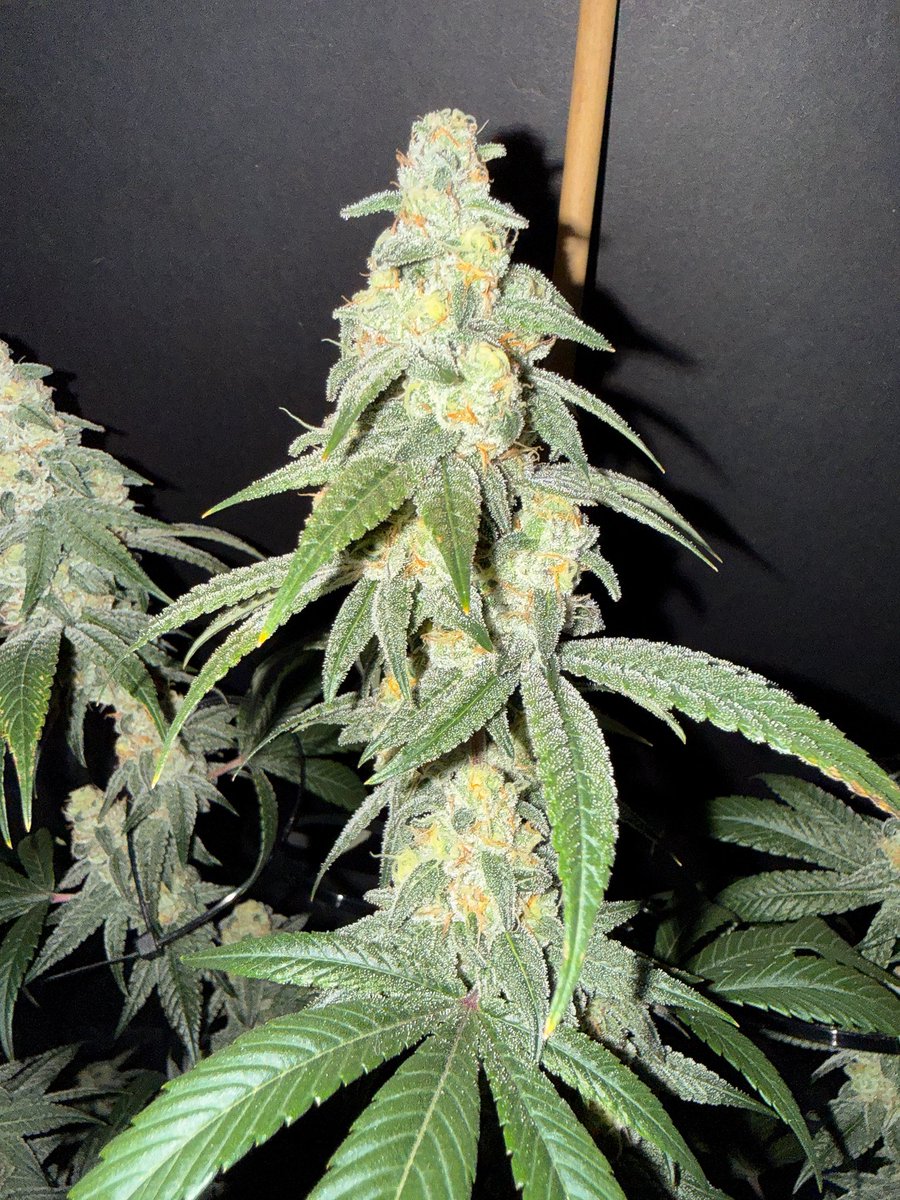 The Plant Stable tweet media