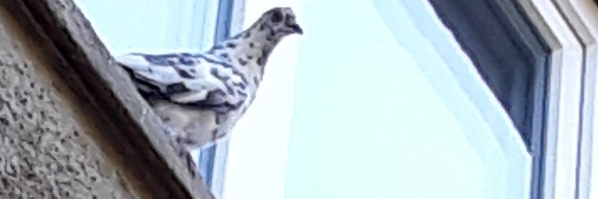 Lluvia de Verano tweet media