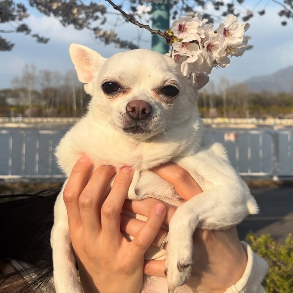 BMS Sollddat tweet media