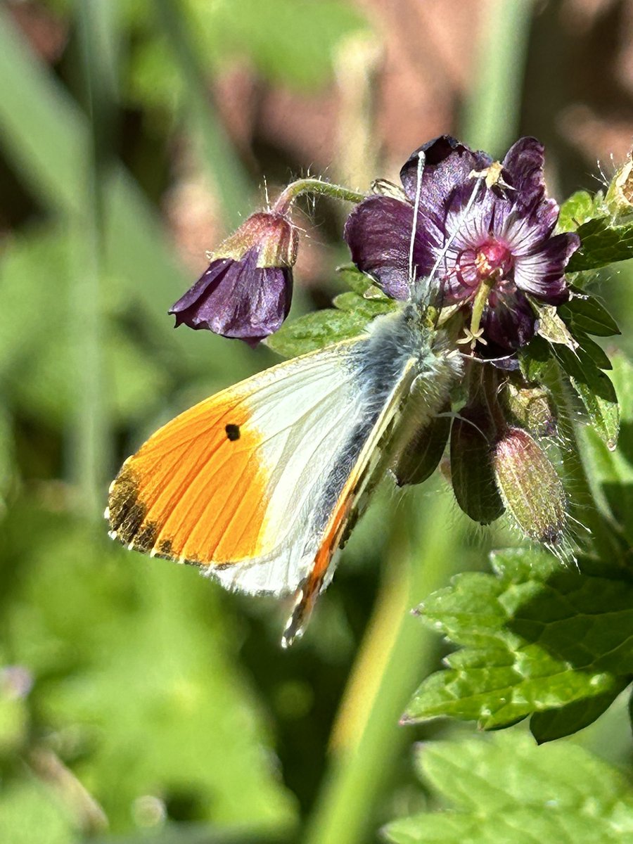 My first Orange-tip butterfly of the year 

📸 Andy Miller