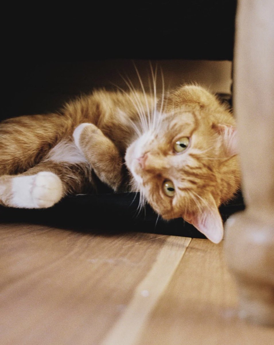 beabadoobee tweet media