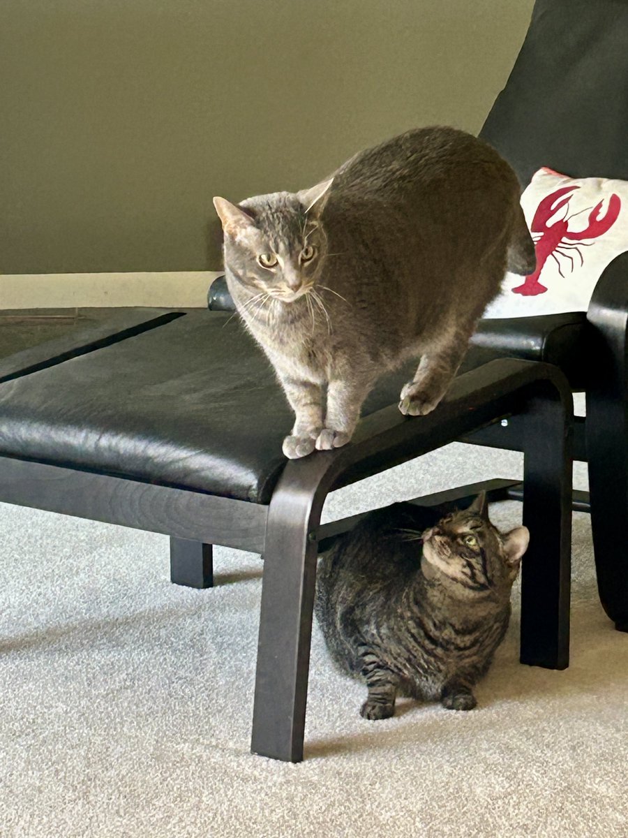 HadleyMoore10's tweet photo. @ComeGetYourCat Double-decker hello from Sassy and Jack https://t.co/ZonroY82UG
