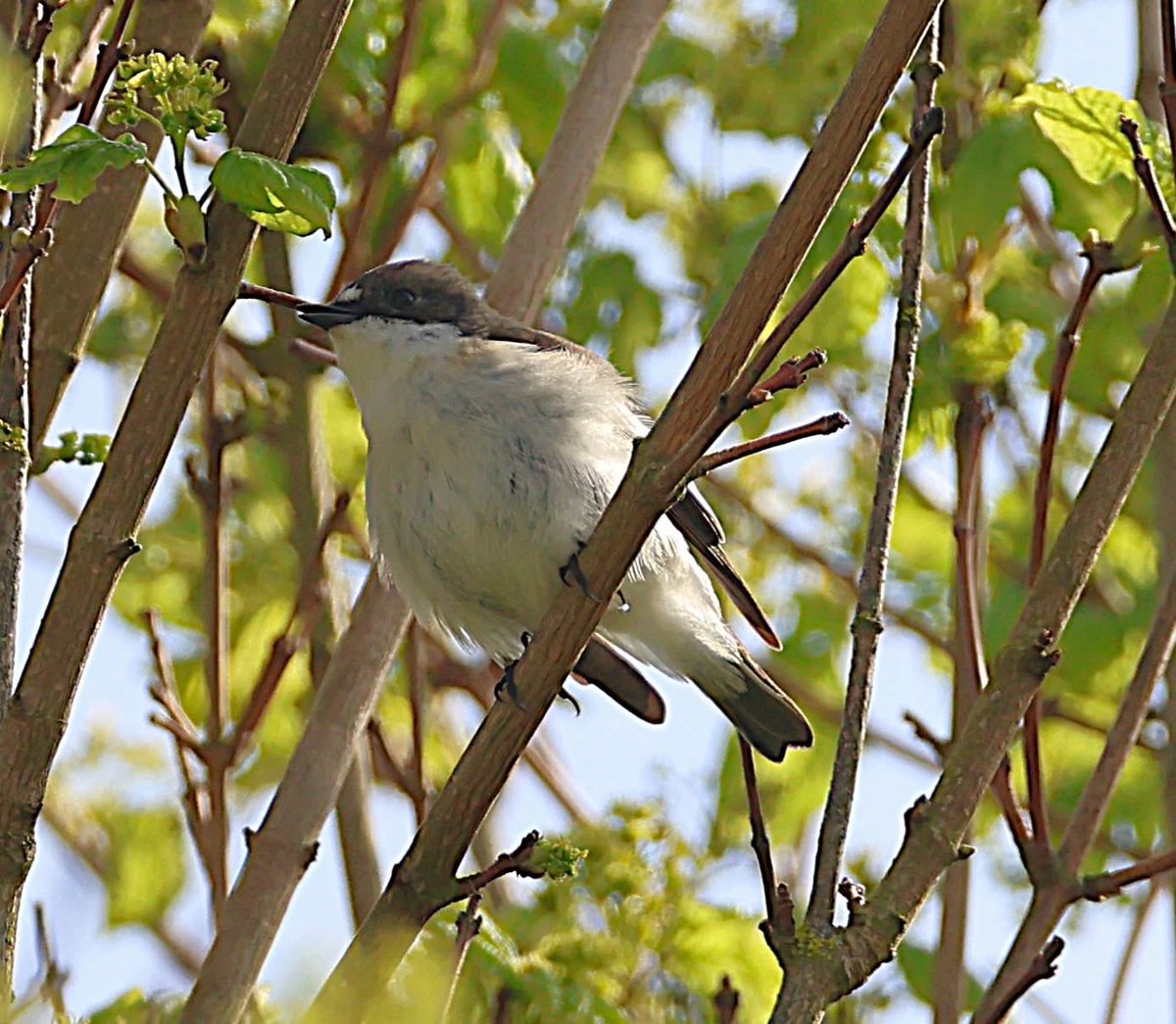 phil cheeseman tweet media