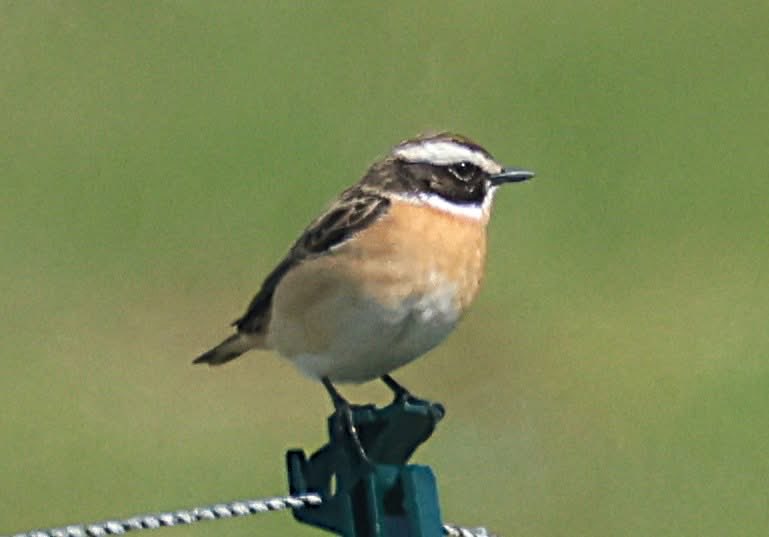 phil cheeseman tweet media