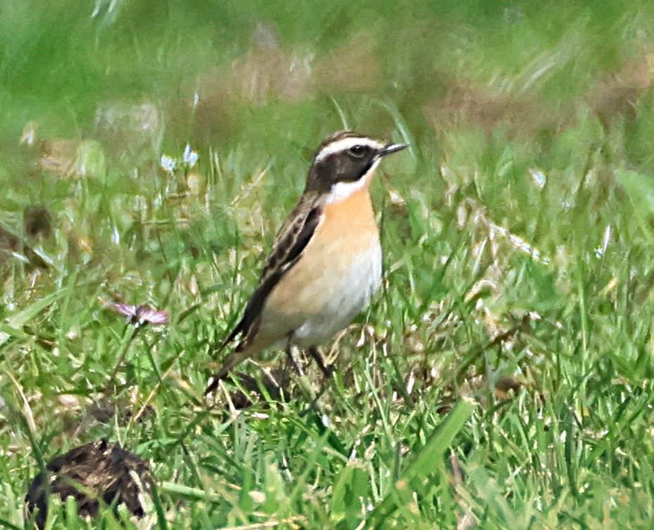 phil cheeseman tweet media