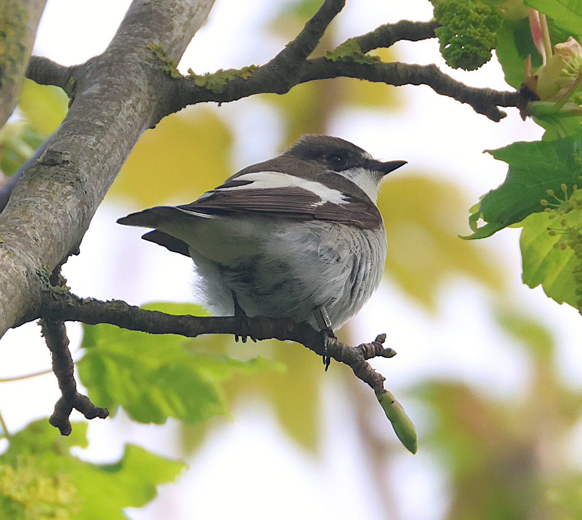 phil cheeseman tweet media