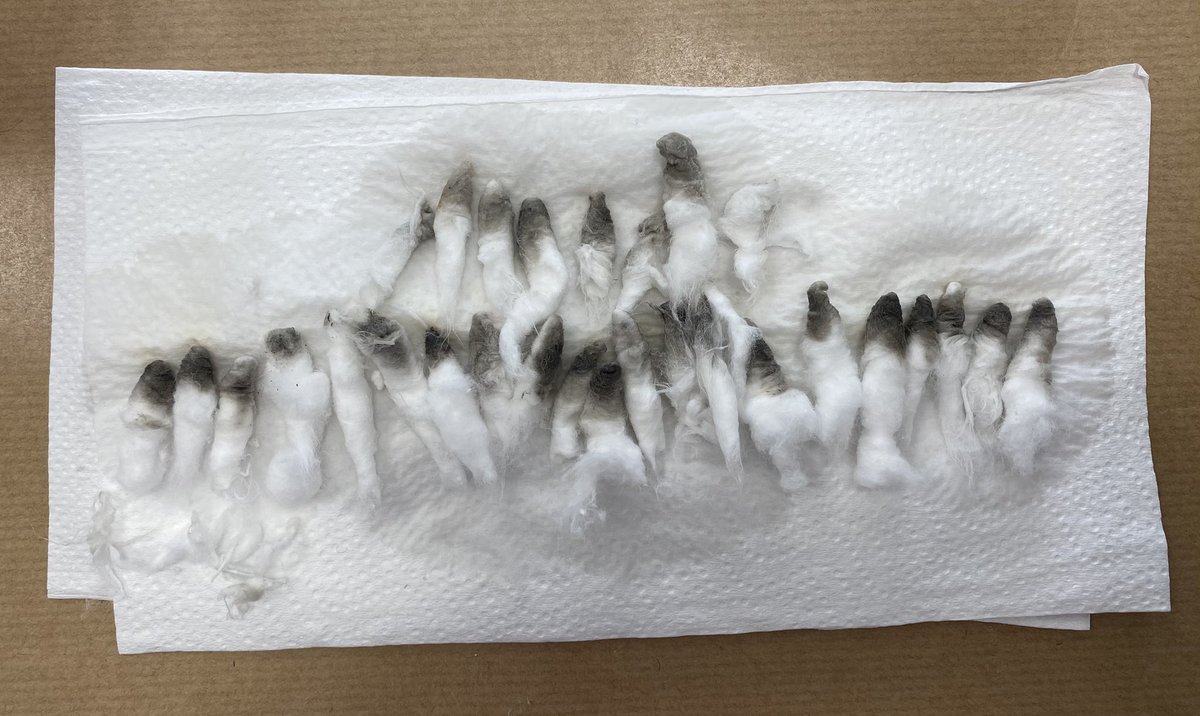 sam_maxwell26's tweet photo. How many cotton wool I needed to get rid of that dirt https://t.co/hZg11N9jLc