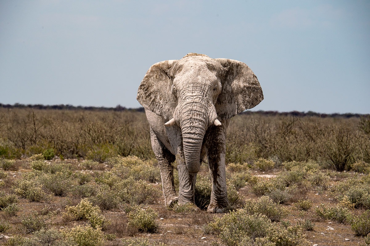 DanielSasse3's tweet photo. Through the Lens: A Photo Journey in Etosha National Park 
https://t.co/lDP7C201kz https://t.co/SUBDchNNe4