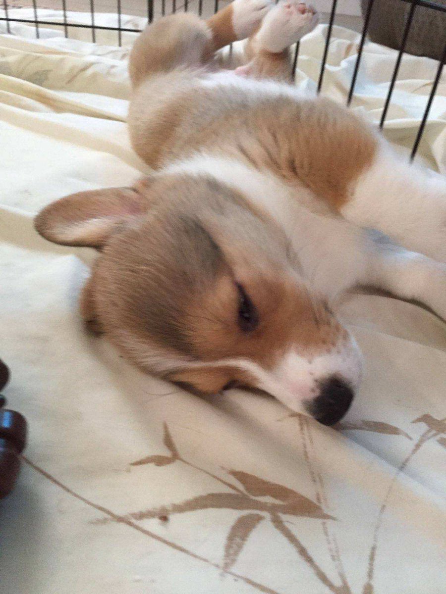 WinstonCorgiDog's tweet image. Happy Throw-Back Thursday Corgi Dog Winston-Family!☀️🐶✌🏻 Hope You’re All Well and Having a Great Day Today Furiends!💕 Peace and Blessings💌❤️ #happy #thursday #corgi #dog #family