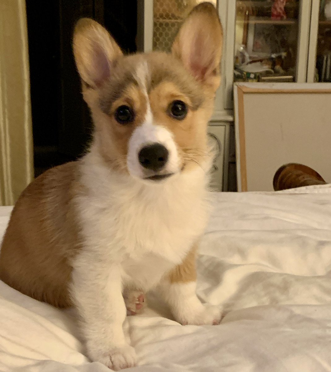 WinstonCorgiDog's tweet image. Happy Throw-Back Thursday Corgi Dog Winston-Family!☀️🐶✌🏻 Hope You’re All Well and Having a Great Day Today Furiends!💕 Peace and Blessings💌❤️ #happy #thursday #corgi #dog #family