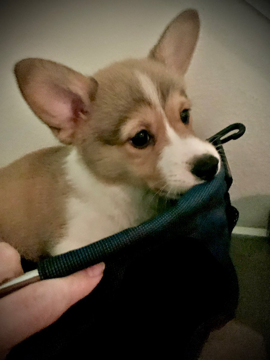 WinstonCorgiDog's tweet image. Happy Throw-Back Thursday Corgi Dog Winston-Family!☀️🐶✌🏻 Hope You’re All Well and Having a Great Day Today Furiends!💕 Peace and Blessings💌❤️ #happy #thursday #corgi #dog #family