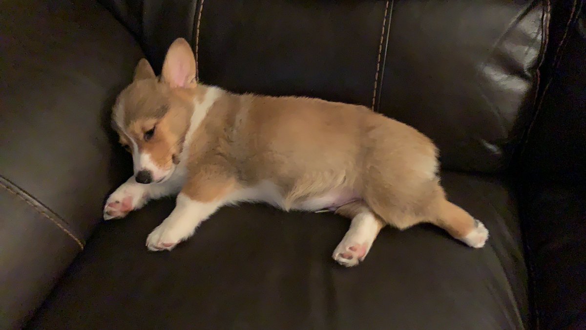 WinstonCorgiDog's tweet image. Happy Throw-Back Thursday Corgi Dog Winston-Family!☀️🐶✌🏻 Hope You’re All Well and Having a Great Day Today Furiends!💕 Peace and Blessings💌❤️ #happy #thursday #corgi #dog #family