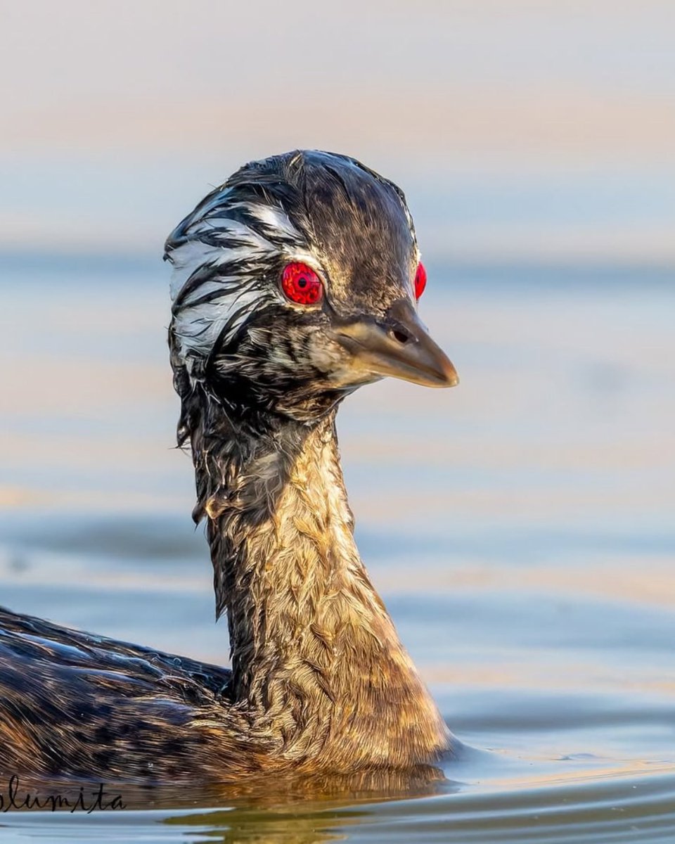 FRENCHRAPUS 🇺🇸 tweet media