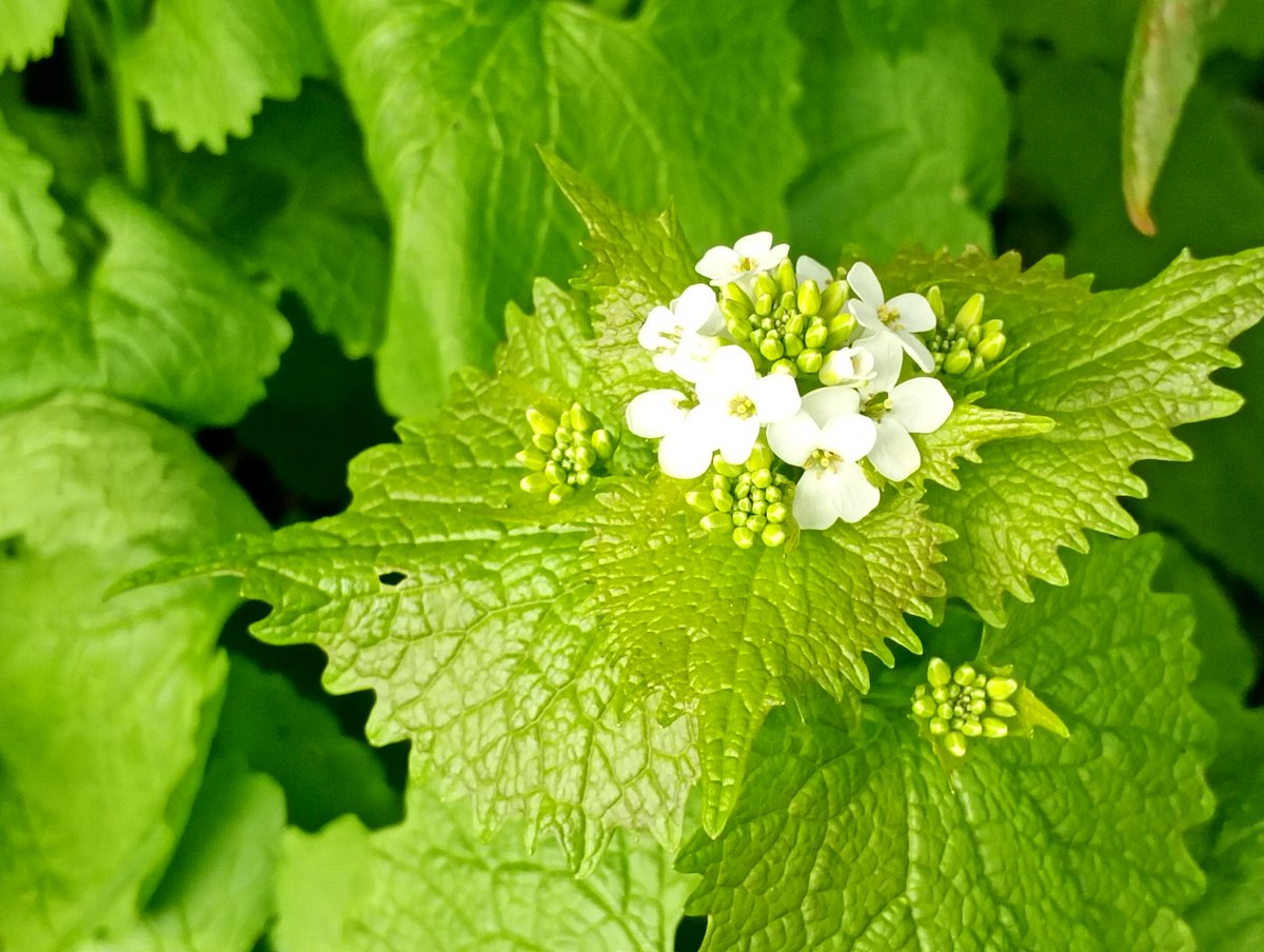 Bambigoesforth's tweet image. Highlights from today's walk in Longdendale.
#walking #nature #spring #wildflowers