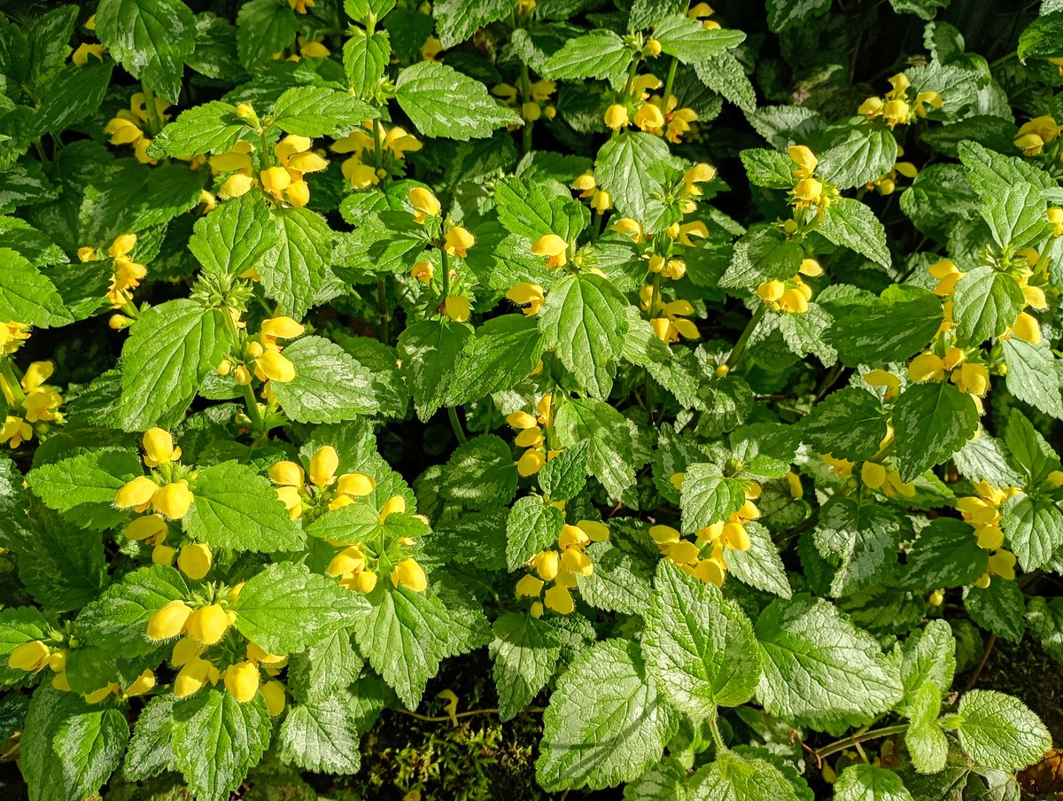Bambigoesforth's tweet image. Highlights from today's walk in Longdendale.
#walking #nature #spring #wildflowers