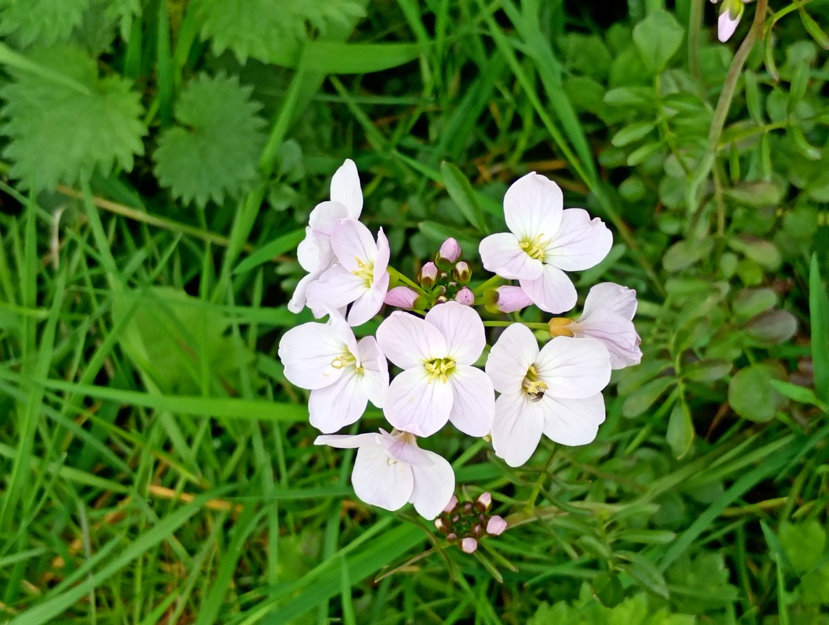 Bambigoesforth's tweet image. Highlights from today's walk in Longdendale.
#walking #nature #spring #wildflowers