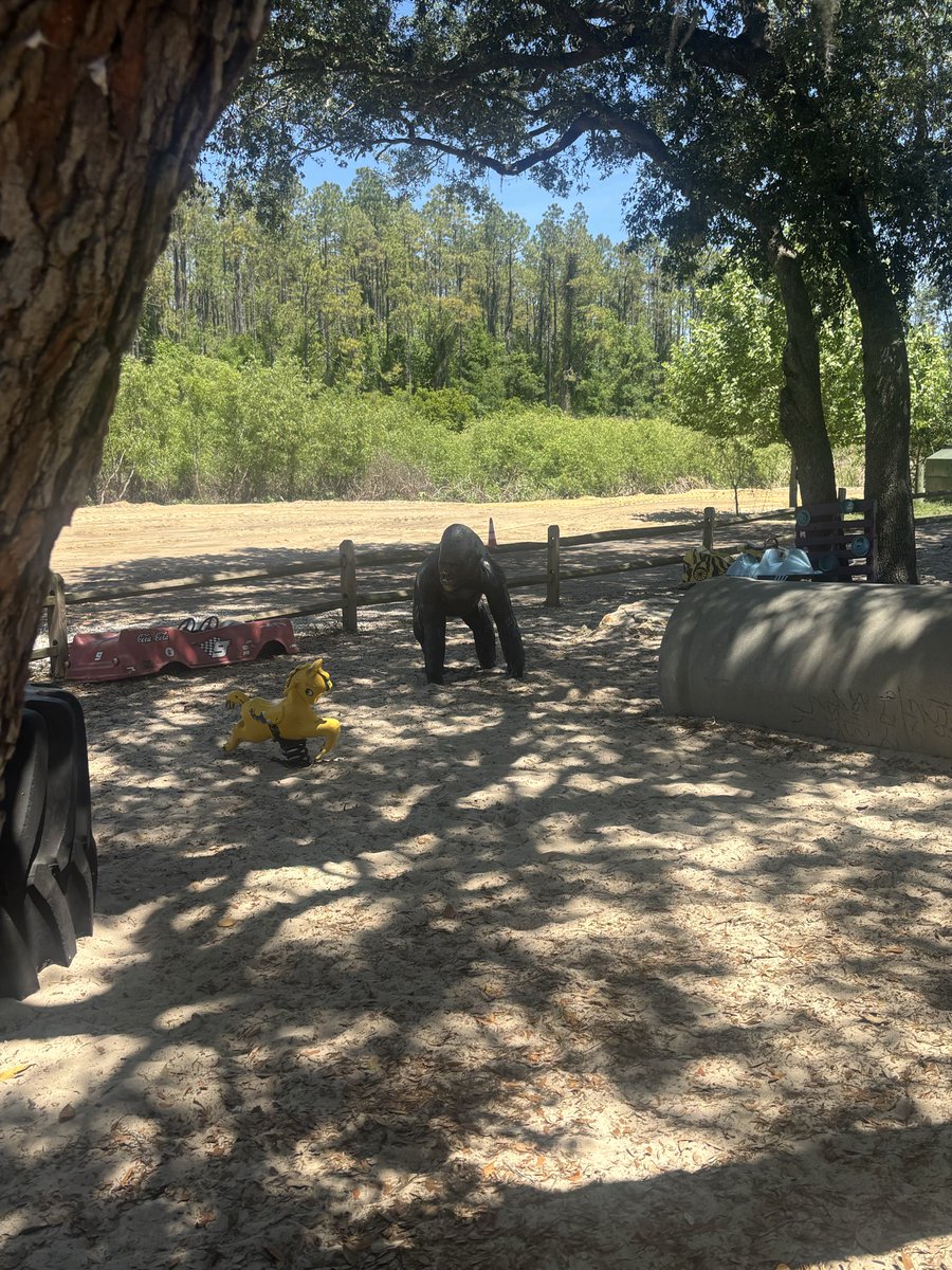 FloridaGoldRea1's tweet image. It’s an apetastic kind of day. #AMC may be down but it’s just having a break.
Added some this morning and saw some apes in the wild on a day trip with my Mom. #YOLO  #Florida @SCCitrus #FloridaDayTrippin #ApesTogetherStrong #AMC4Life