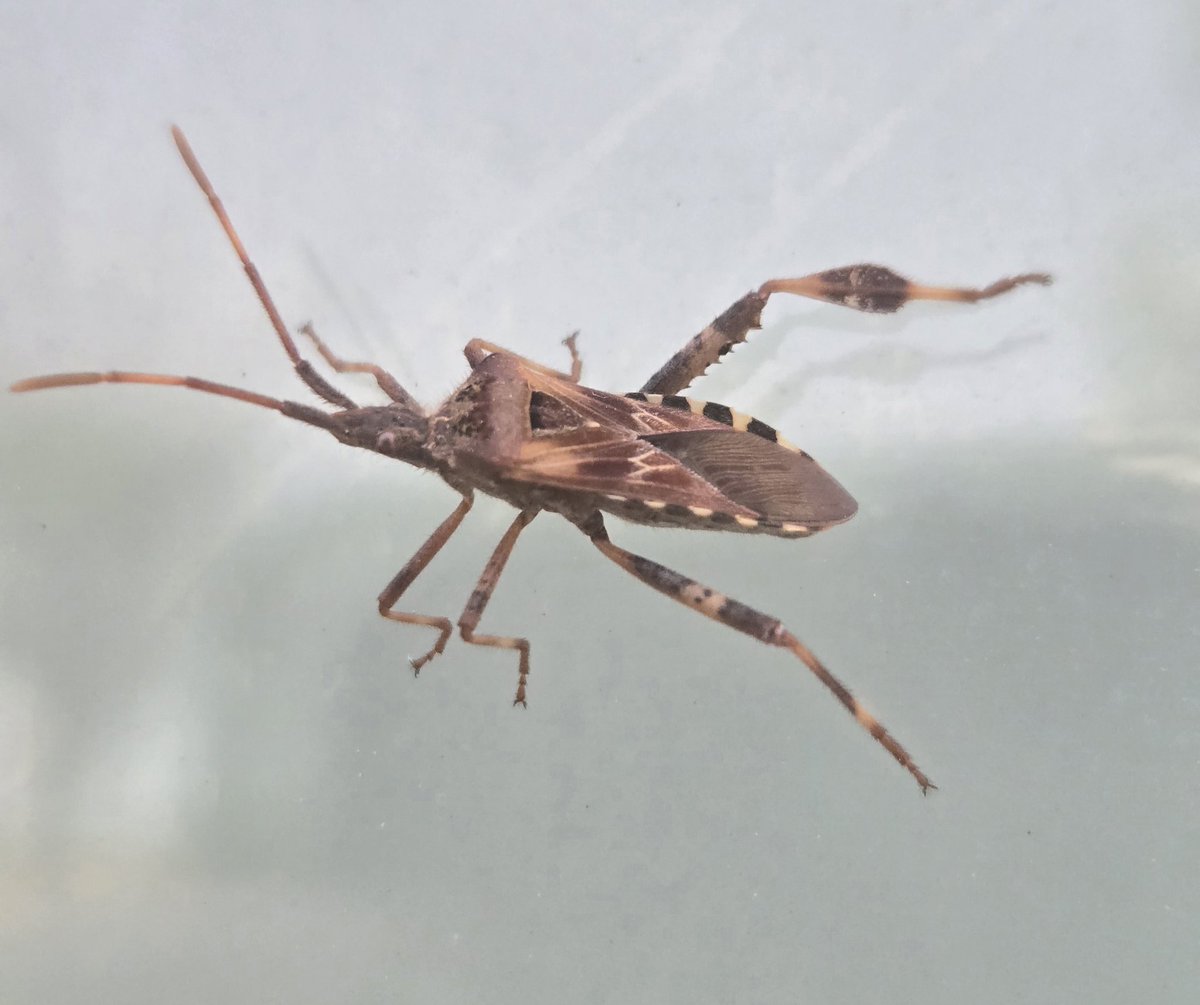 🐞 Avy 🐞 tweet media