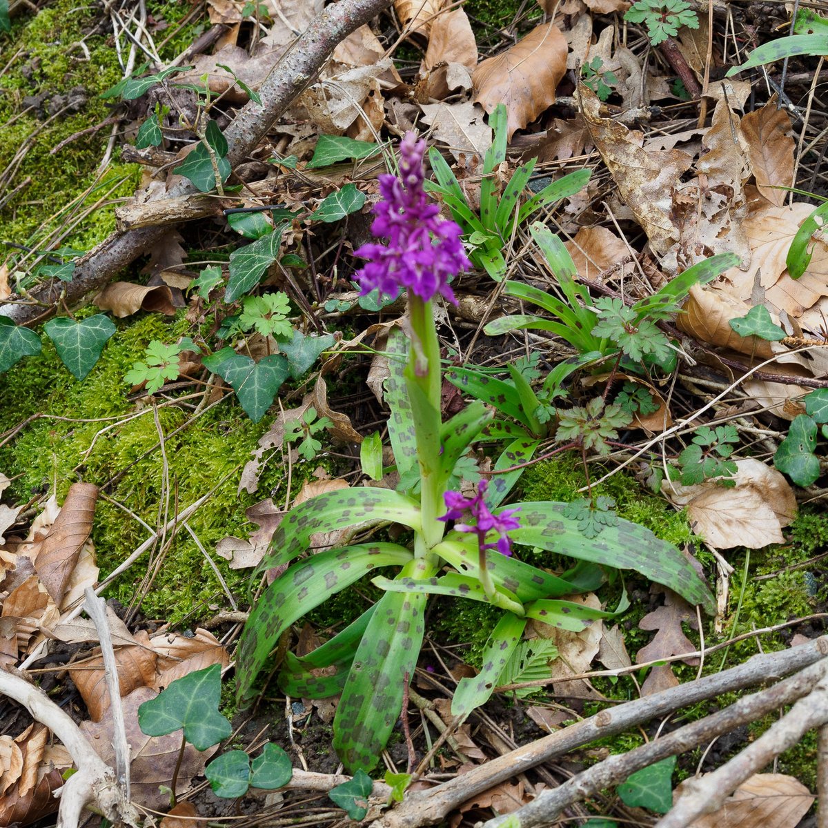 Taid_Brian's tweet photo. Early orchid.  Wales Coast Path, Port Penrhyn. https://t.co/B6KEbxJhge