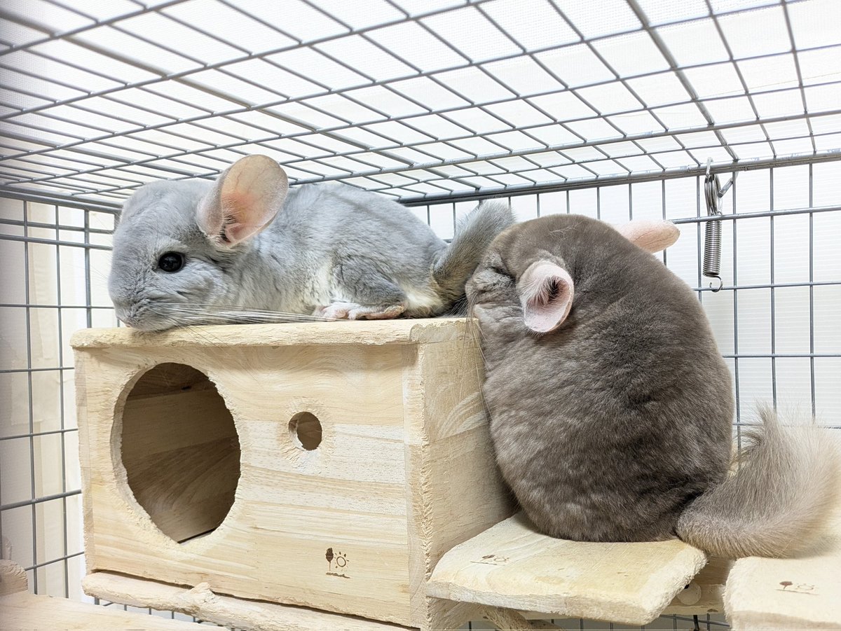 か(ω)も tweet media