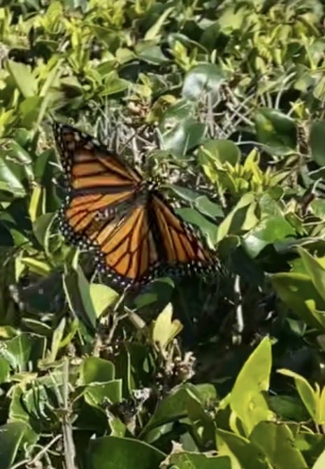 Jean Marie Carey tweet media