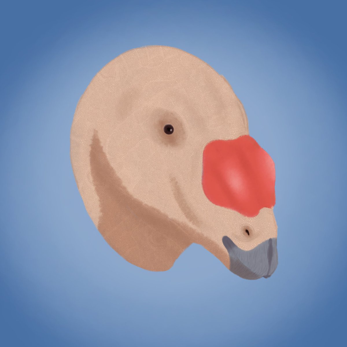 MesozoicRic's tweet photo. #Muttaburrasaurus 🦴
A quick head study exploring skin texture and lighting. Thoughts?
#Paleoart #DinosaurArt #Muttaburrasaurus #DigitalPainting #ArtCommunity https://t.co/wlEn4pY64j