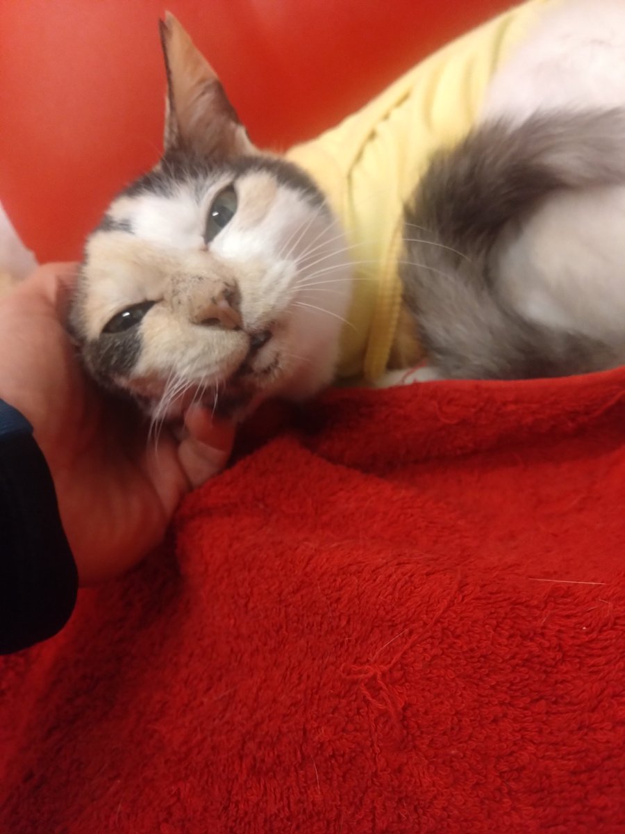 ミケちゃん tweet media