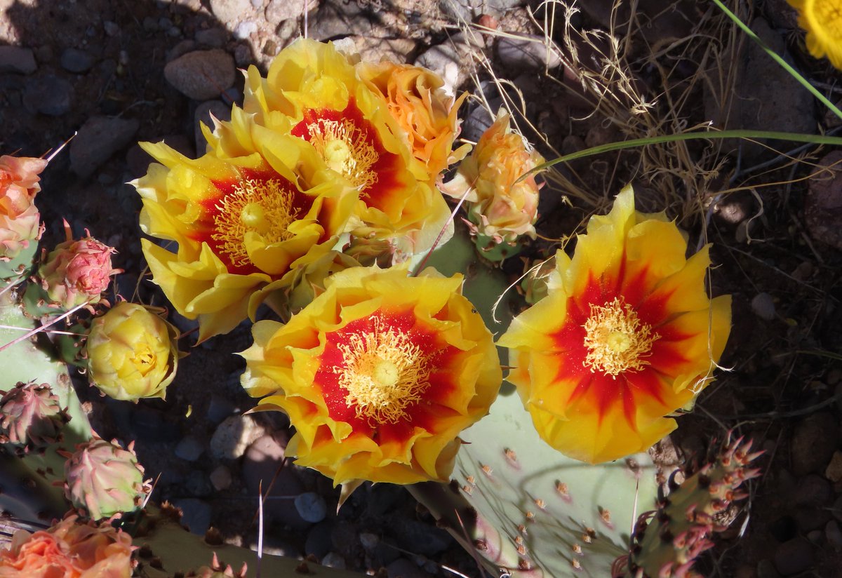 Robert P. Rowley tweet media