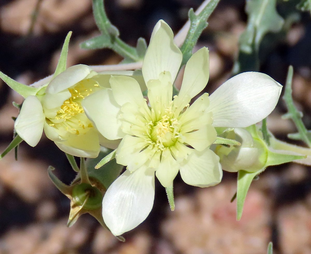 Robert P. Rowley tweet media