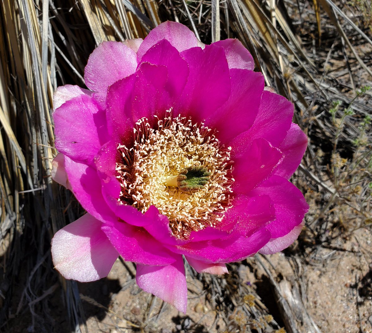 Robert P. Rowley tweet media