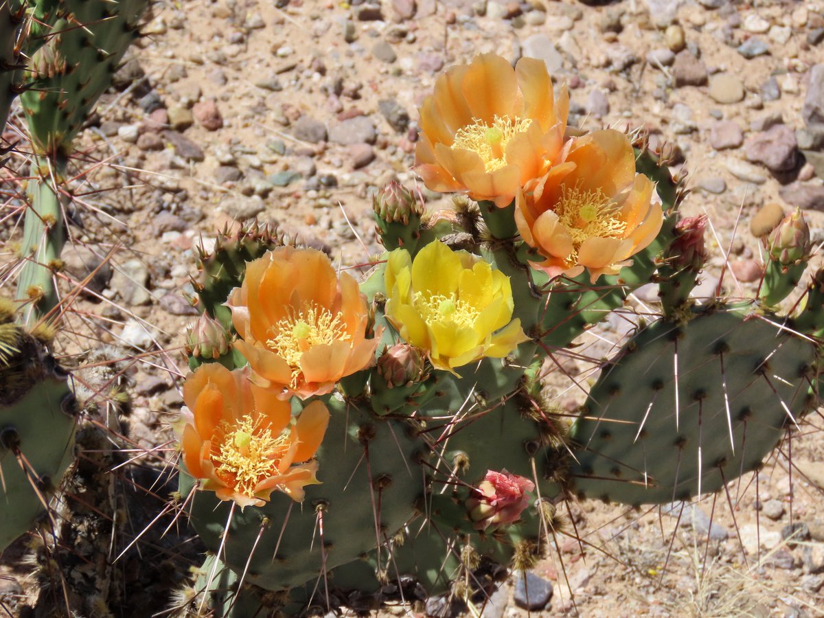 Robert P. Rowley tweet media