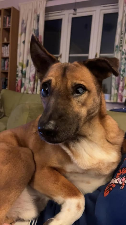 💥FOSTER/FOREVER HOME NEEDED URGENTLY 💥 BDRUK are appealing for a special home for lovely NUT as he is struggling living with two reactive collies. Born in 2019, he is blind but a huge character &amp; quite low maintenance, only needing a 30 minute walk. At home Nut is very calm,
