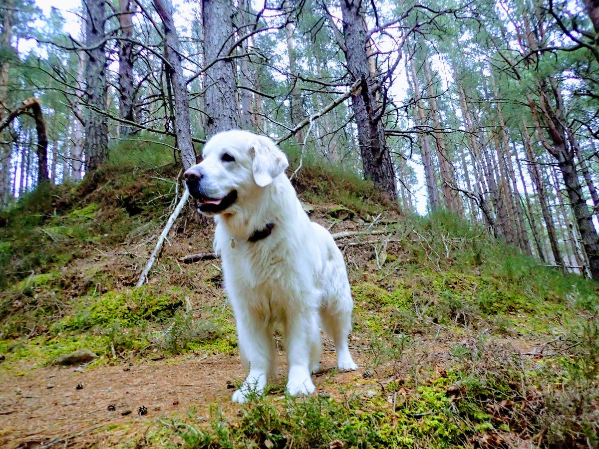 YounyLinda's tweet image. #ThrowbackThursday

7 years ago today we said our goodbyes to Moray 🌈💔 

Where does time go? Seems like yesterday 😥