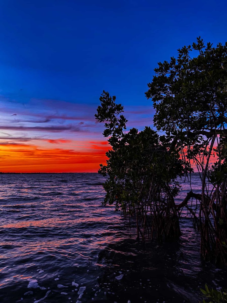 DiscoverMartin's tweet photo. A Martin County mangrove story in three color-drenched parts 😍📸: https://t.co/Jjmmqzy21m #DiscoverMartin #ExploreNaturalMartin #LoveFL https://t.co/0daMOsf51y