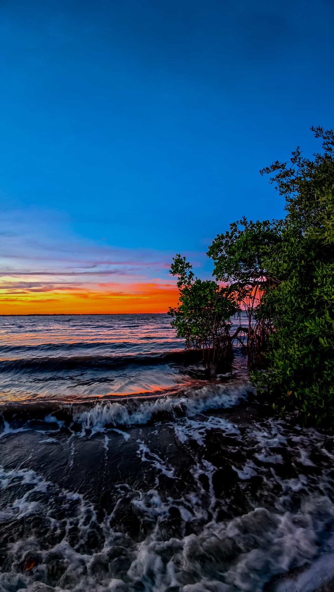 DiscoverMartin's tweet photo. A Martin County mangrove story in three color-drenched parts 😍📸: https://t.co/Jjmmqzy21m #DiscoverMartin #ExploreNaturalMartin #LoveFL https://t.co/0daMOsf51y