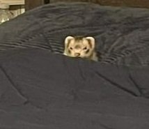 𝕭𝐎𝐔𝐍𝐓𝐘 𝕳𝐔𝐍𝐓𝐄𝐑 tweet media