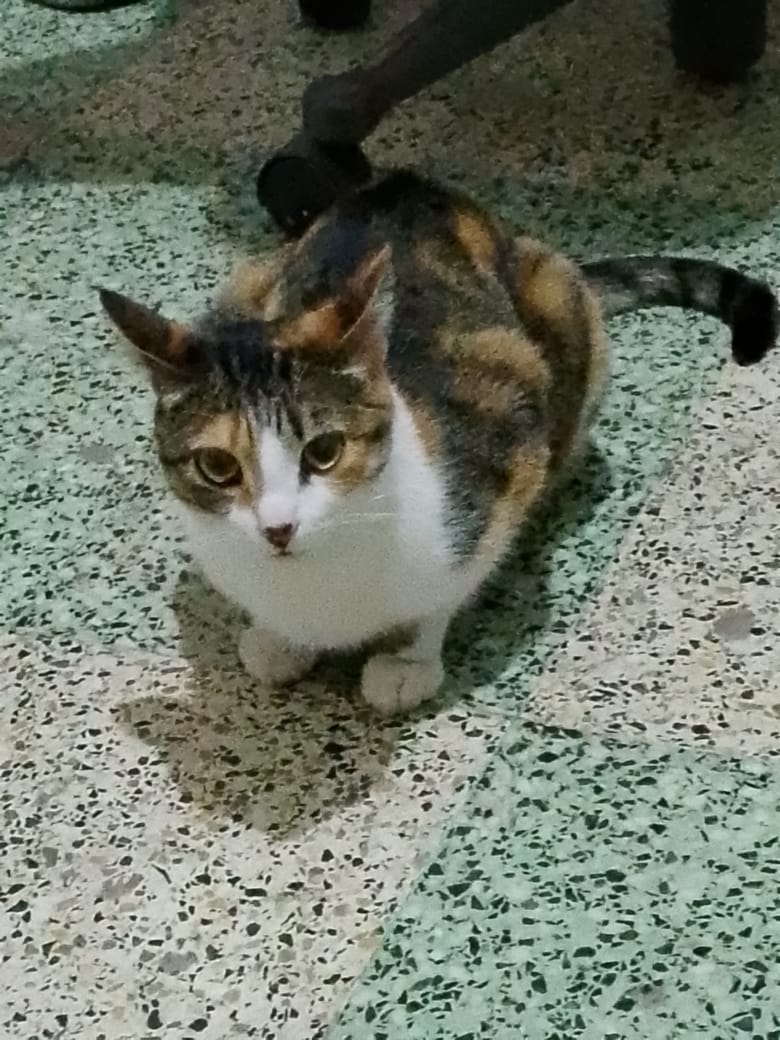 aurelia pena tweet media