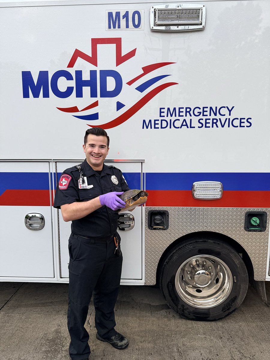 MCHD_TX's tweet image. No life is too small at #insidemchd! Meet the #M10, your local turtle-moving pros. #ems 🐢 ❤️🚑