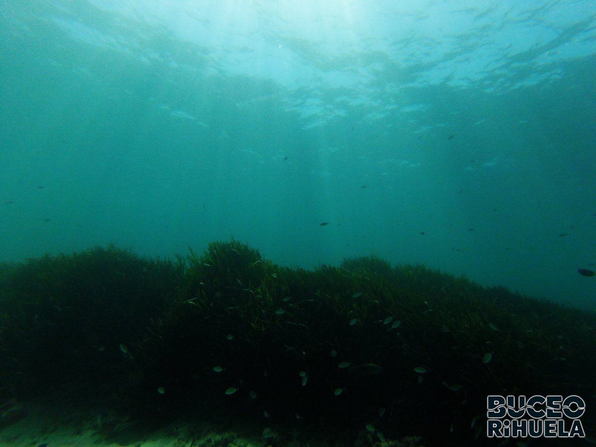 BuceOrihuela tweet media