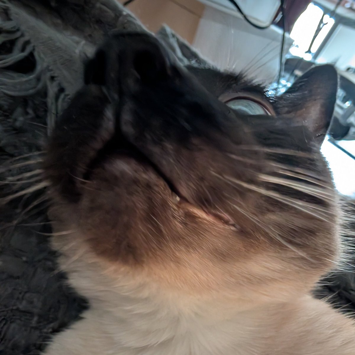 els🐐エリス tweet media