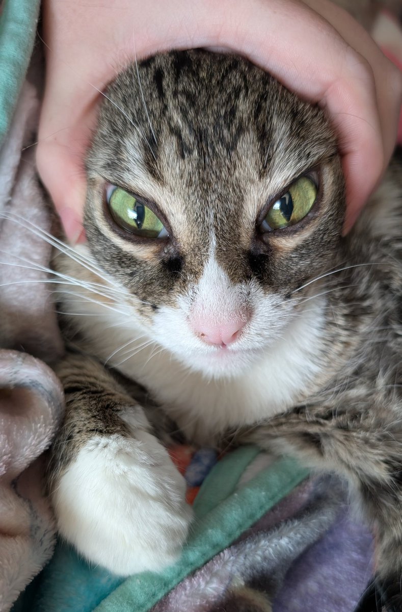 els🐐エリス tweet media