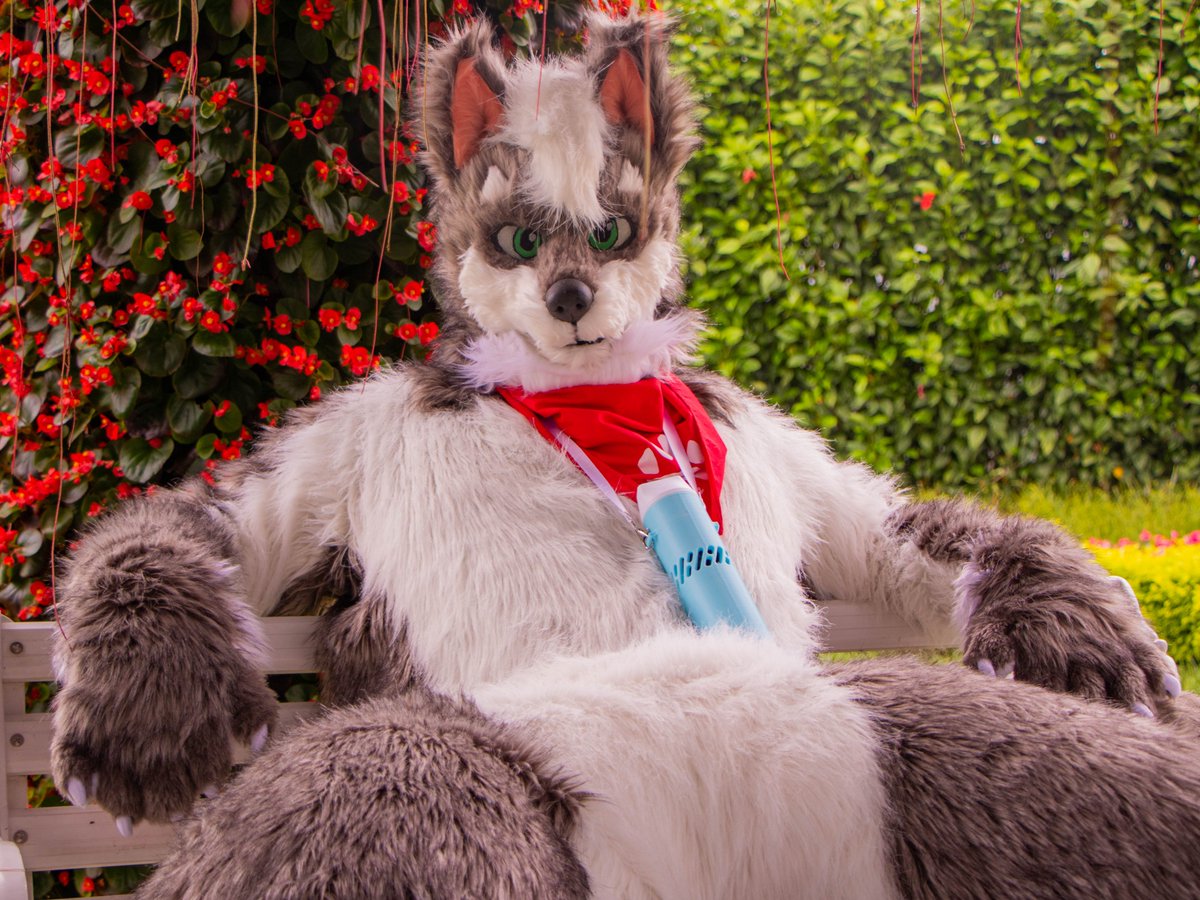 boy2wolf's tweet photo. 次は何を食べようか、ガチ悩み中…

📷@KwolF_260 
✂️HidenSeikesho   
#FursuitFriday https://t.co/lsREgPh2uW