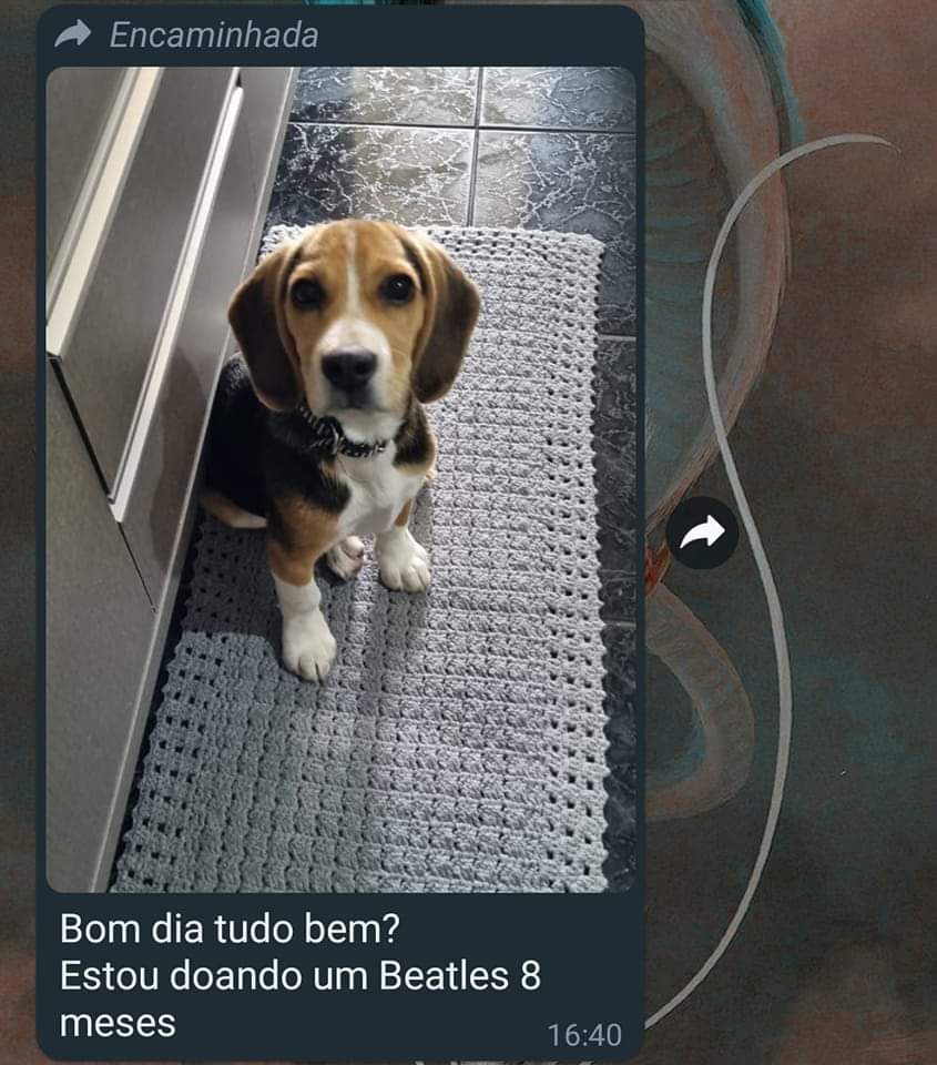 meme burros (ou nada inteligente) tweet media