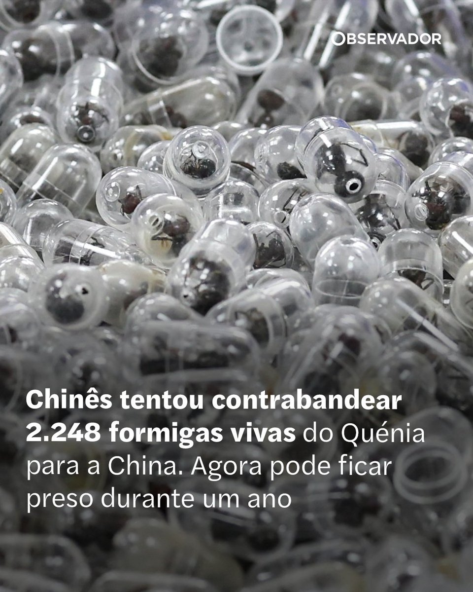 observadorpt's tweet image. Preso no aeroporto de Nairóbi, Zhang Kequn declarou-se culpado. Cada uma das formigas de jardim vivas que levava na bagagem pode valer até 196 euros para colecionadores que têm formicariums.

Saiba mais no link nos comentários

(📸 Monicah Mwangi/REUTERS)

#África #Animais #Crime
