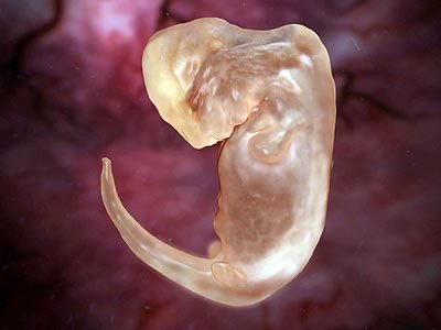 z - rosie LN¹ tweet media